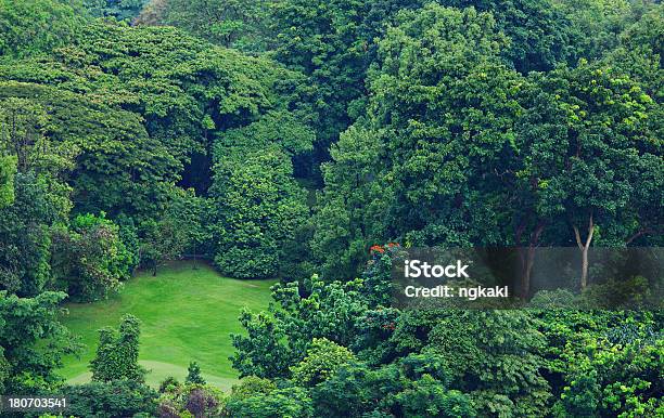 Bosque Foto de stock y más banco de imágenes de Arboleda - Arboleda, Arriba de, Boscaje