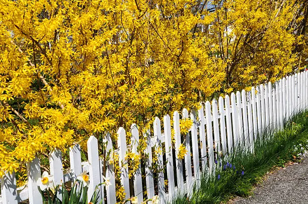 Yellow forsythia grows in profusion behind a white picket fence.