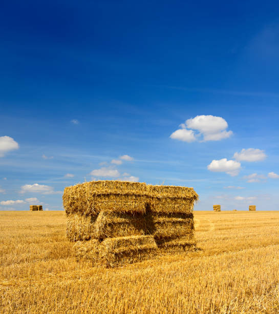Straw Bale Harvest in Stubble Field  under Blue Sky