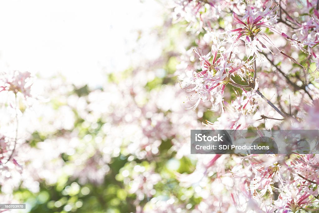 Piękne drzewo z kwiatami, przydatne do tła. - Zbiór zdjęć royalty-free (Bez ludzi)