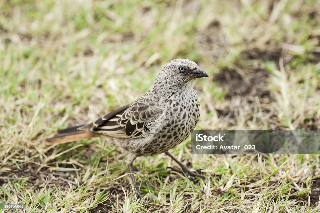 Pájaro pequeña - Foto de stock de Aire libre libre de derechos