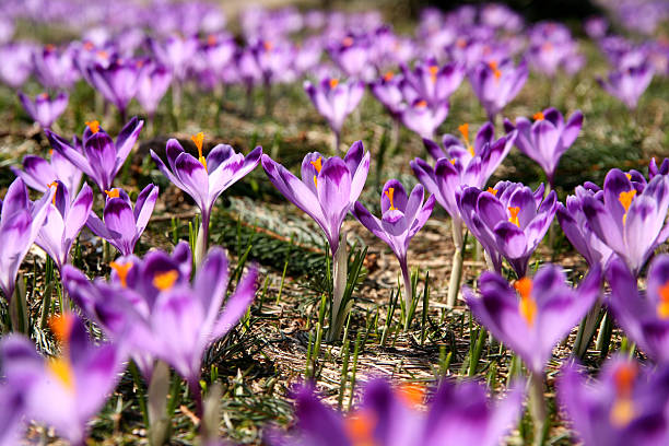 crocuses - foto de stock