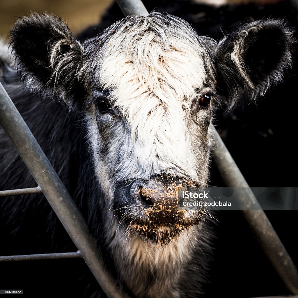 Vaca retrato detrás de una valla - Foto de stock de Agricultura libre de derechos