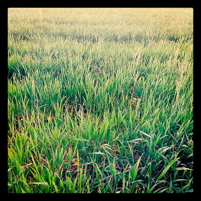 Fresh grass. Photo taked with Samsung Galaxy Note II and edit with snapseed. For Mobilestock