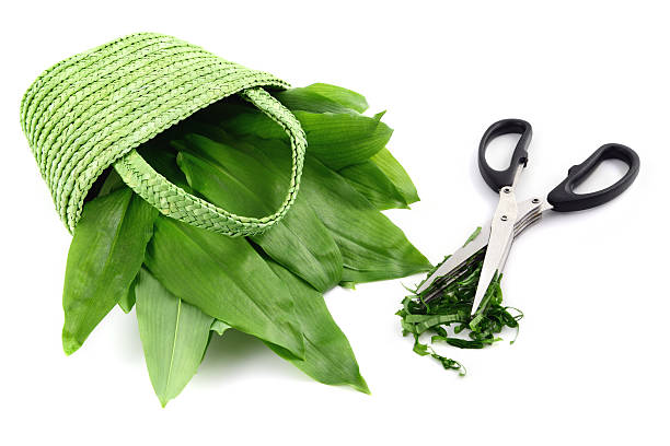 herb scissors and leaves of wild garlic (Allium ursinum) herb scissors and leaves of wild garlic (Allium ursinum) in basket zigeunerlauch stock pictures, royalty-free photos & images