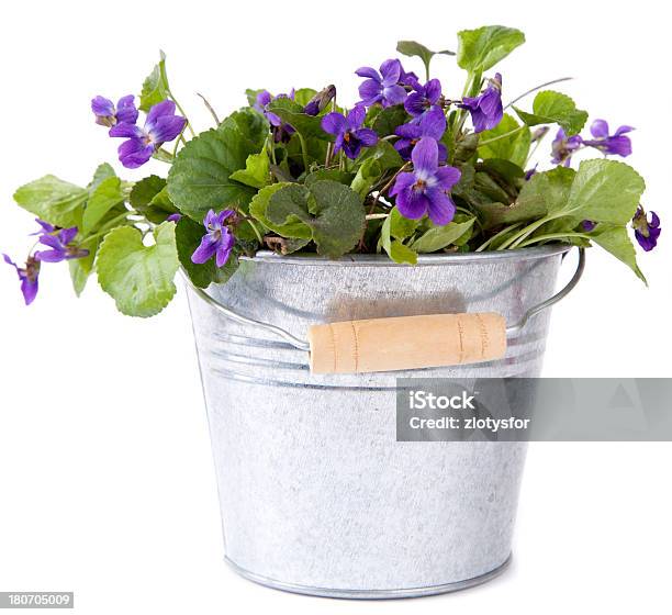 Green Leaf Violett Stockfoto und mehr Bilder von Blatt - Pflanzenbestandteile - Blatt - Pflanzenbestandteile, Blumentopf, Fotografie