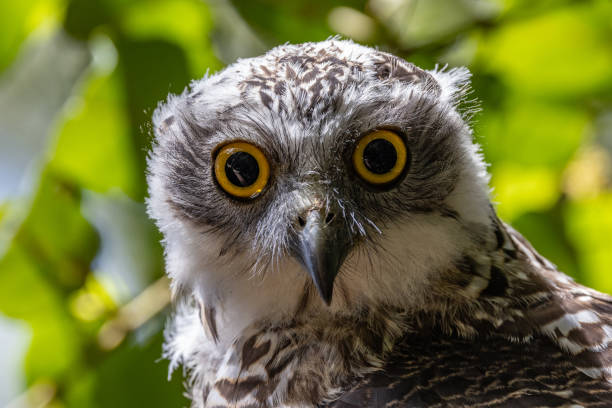 hibou puissant australien - powerful owl photos et images de collection