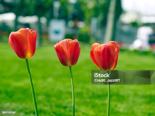 Цветок Тюльпанов — стоковые фотографии и другие картинки Satoyama - Scenery - Satoyama - Scenery, Без людей, Белый