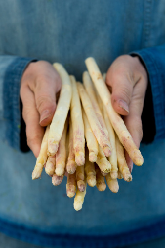 Organic farmer holding a bunch of freshly harvested white asparagus spears.