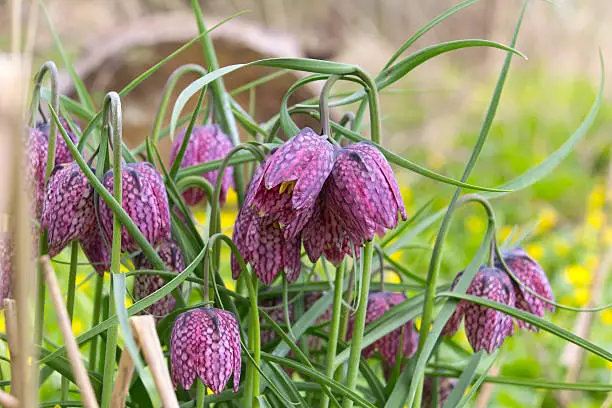 "Beautiful Fritillaria meleagris in springtime. In Europe, this flower is rarely founded. It is an endangered species of plants. I saw the flower in the nature reserve in Hamburg-Wilhelmsburg, in Heuckenlock near the Elbe River.For more nature details, please look here:"