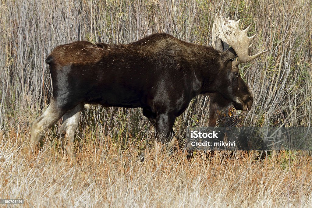 Bull Moose - Lizenzfrei Elch Stock-Foto