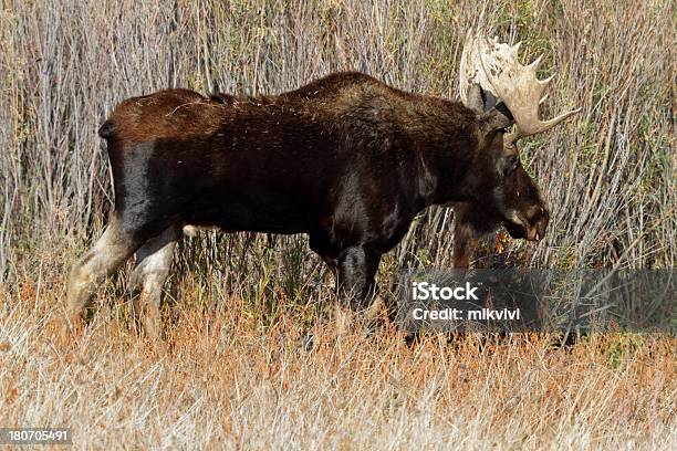 Bull Moose Stockfoto und mehr Bilder von Elch - Elch, Elchbulle, Fotografie