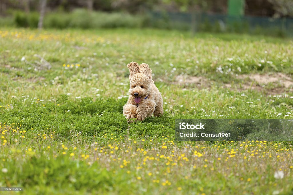 Caniche de cachorro - Foto de stock de Aire libre libre de derechos