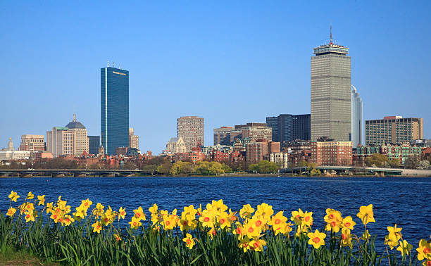 primavera em boston - daffodil spring flower new england imagens e fotografias de stock