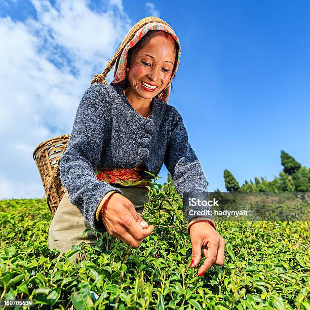 Indian Pickers Puntear Hojas De Té En Darjeeling India Foto de stock y más banco de imágenes de Hojas de té secas