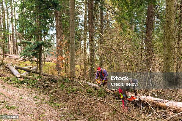 Silvicoltura Operaio Con Motosega - Fotografie stock e altre immagini di Motosega - Motosega, Albero, Peccio