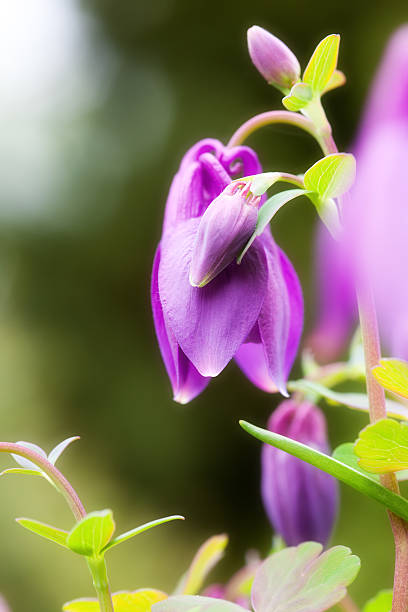 istock Aquilegia vulgaris 180705998