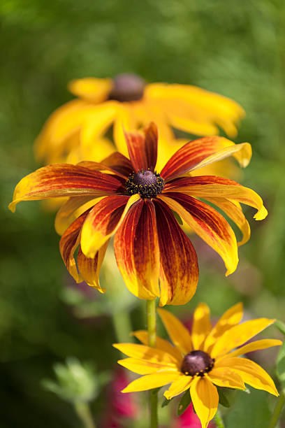 Primo piano di orange Rudbeckia fiori. - foto stock