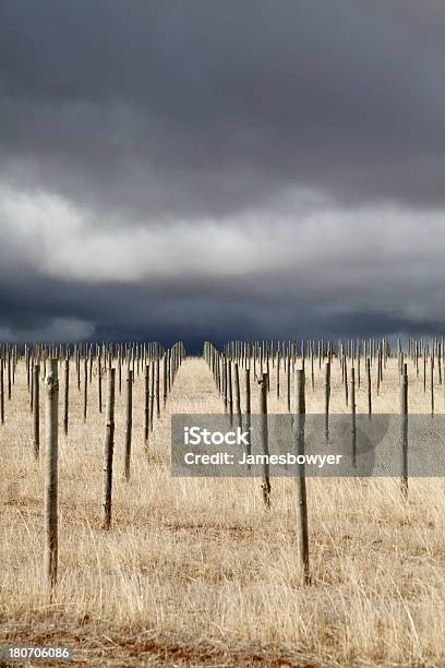 Vigneto Non Rivestito - Fotografie stock e altre immagini di Azienda vinicola - Azienda vinicola, Temporale, Vite - Flora