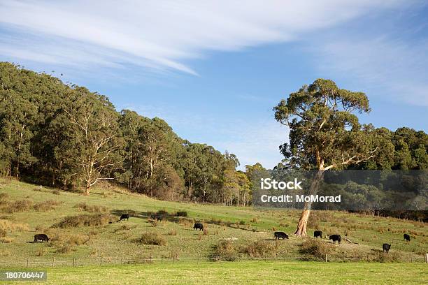 Gruntów Rolnych - zdjęcia stockowe i więcej obrazów Australia - Australia, Bez ludzi, Bydło domowe