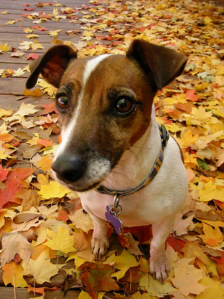 istock Dog in autumn leaves background 180706547