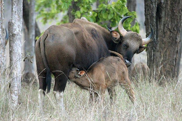 Wild Indian Gaur in Kanha National Park "In the evening in Kanha National Park, a female Gaur or Indian Bison (Vunerable conservation status) nurses her young calf in the tall grass, India." gaur stock pictures, royalty-free photos & images