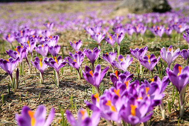 crocus - Photo