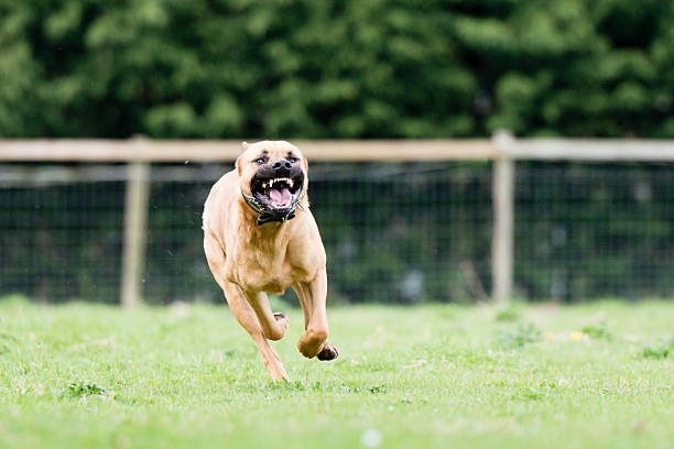 Dangerous dog Large dangerous dog at large in the park pit bull terrier stock pictures, royalty-free photos & images