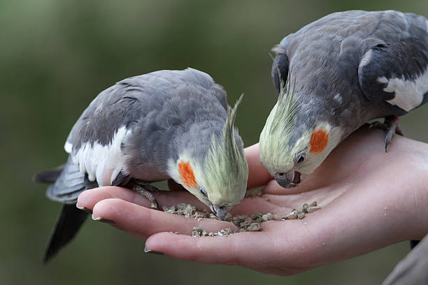 istock Hand-feeding a pair of cockatiels 180706803
