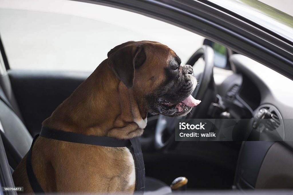 Boxer cão no Carro - Royalty-free Animal Foto de stock
