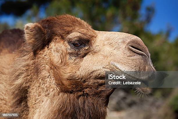 Lächeln Kamel Stockfoto und mehr Bilder von Dromedar - Dromedar, Nahaufnahme, Afrika