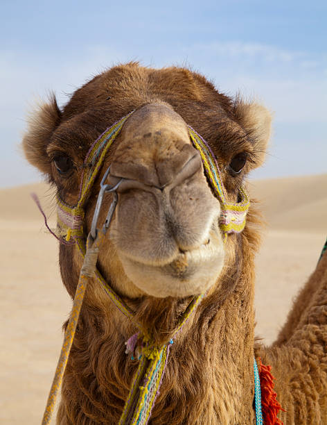 istock Portrait of a friendly dromedary 180707312