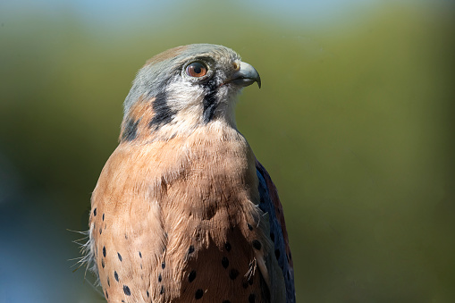 Closeup of a Lanner falcon on green background.