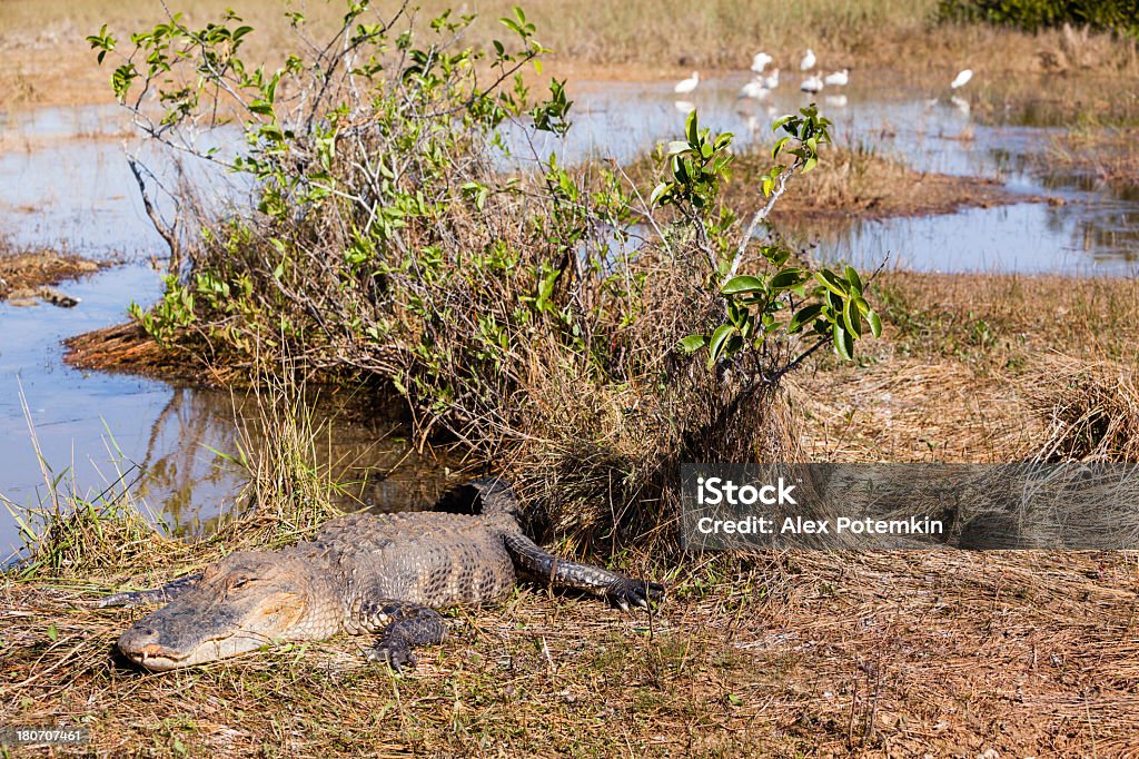Alligatore nel Parco Nazionale delle Everglades - Foto stock royalty-free di Abbracciare gli alberi
