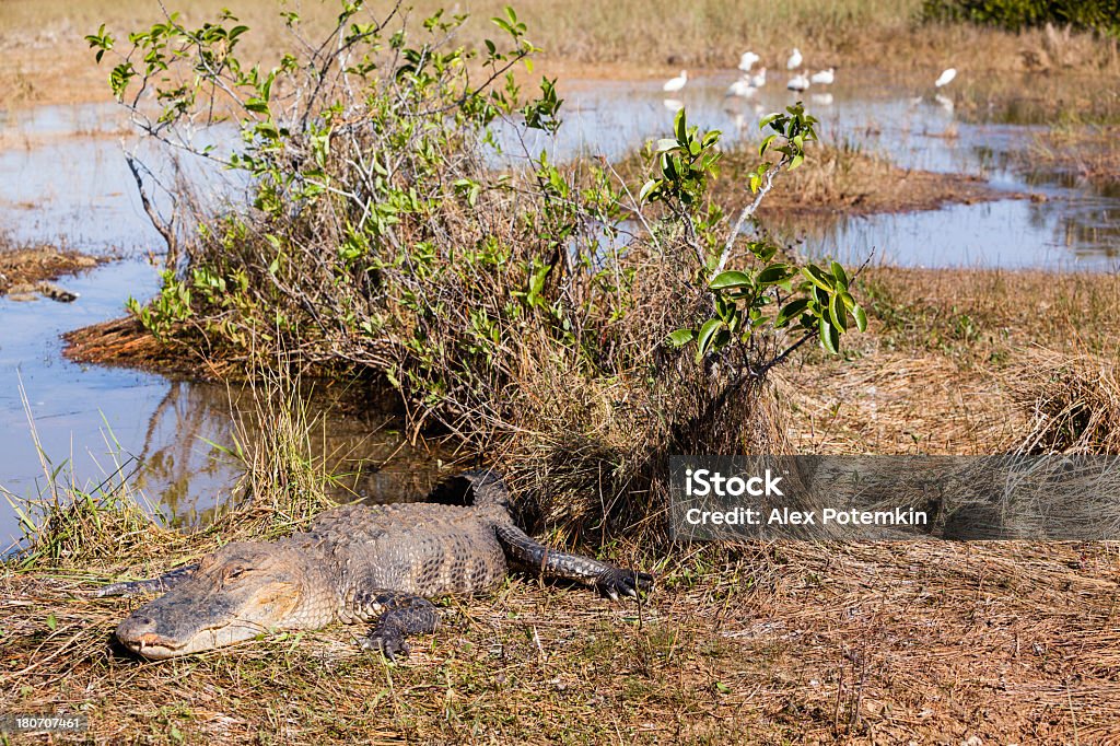 Alligator w Park Narodowy Everglades - Zbiór zdjęć royalty-free (Aligator)