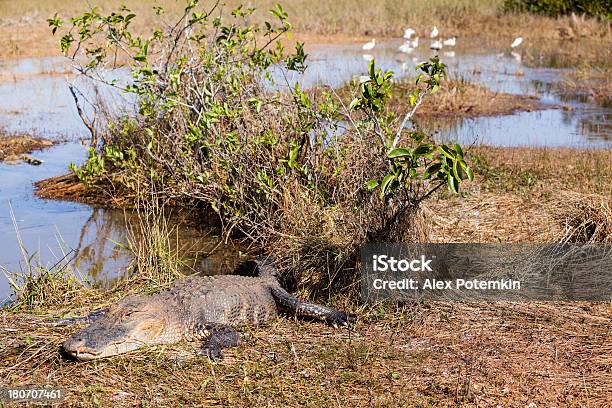 Alligator W Park Narodowy Everglades - zdjęcia stockowe i więcej obrazów Aligator - Aligator, Bagno, Dzikie zwierzęta