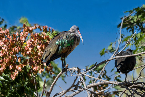 Hadada Ibis, Bostrychia hagedash, bird with long bill sitting on a tree branch.