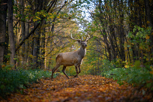 Majestic deer with big horns stag in autumn forest. Wildlife scene from nature