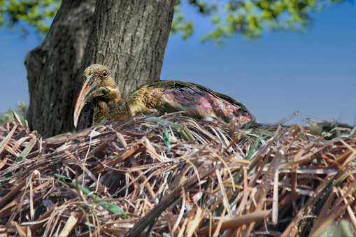 Hadada Ibiss, Bostrychia hagedash, sitting on a large nest, high up in a tree branch.