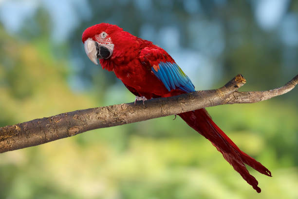 Macaw parrot perched on a tree branch. Green-winged macaw or red-and-green macaw (Ara chloroptera) with blurred bokeh background. Macaw parrot perched on a tree branch. Green-winged macaw or red-and-green macaw (Ara chloroptera) with blurred bokeh background. green winged macaw ara chloroptera stock pictures, royalty-free photos & images