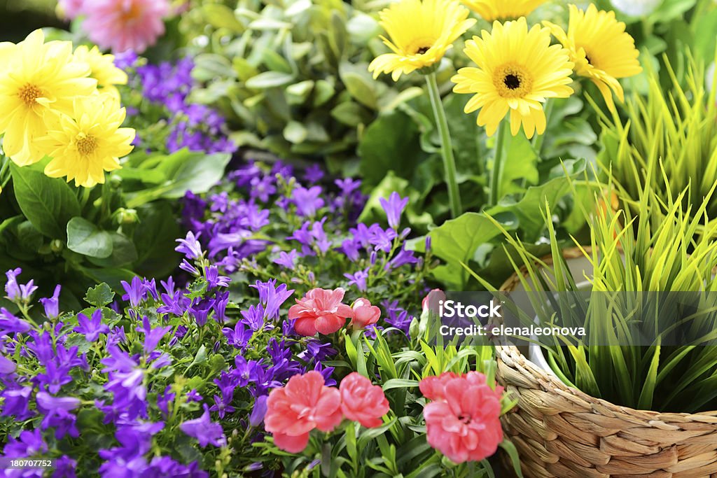 flower seedlings flower seedlings and flower pots Beauty In Nature Stock Photo