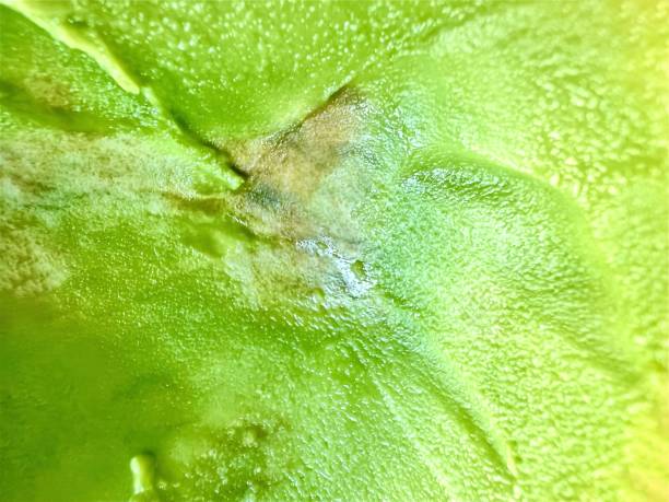istock Close up The inner shell of an avocado isolated background 1807078083