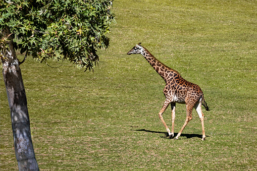 One giraffe walking through meadow landscape.
