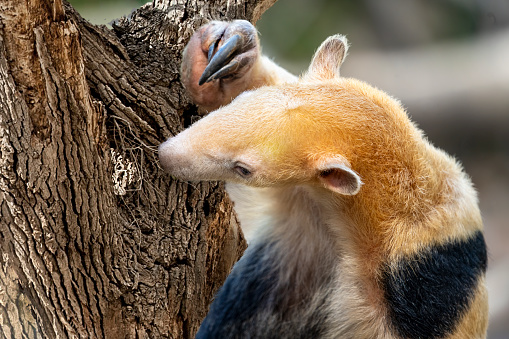 Closeup portrait of a southern tamandua (Tamandua tetradactyla), also called the collared anteater or lesser anteater