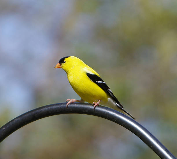 istock American Goldfinch, Carduelis tristis 180708033