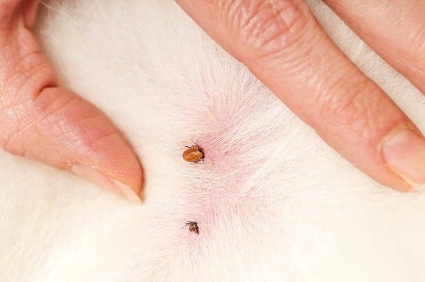 Tick in dog skin Tick (Ixodida) in dog skin - two parasite sucking the blood ectoparasite stock pictures, royalty-free photos & images