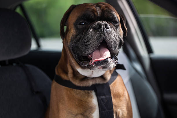 istock Boxer dog in the car 180708254