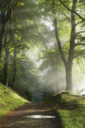 Track through misty trees with rays of sunlight.