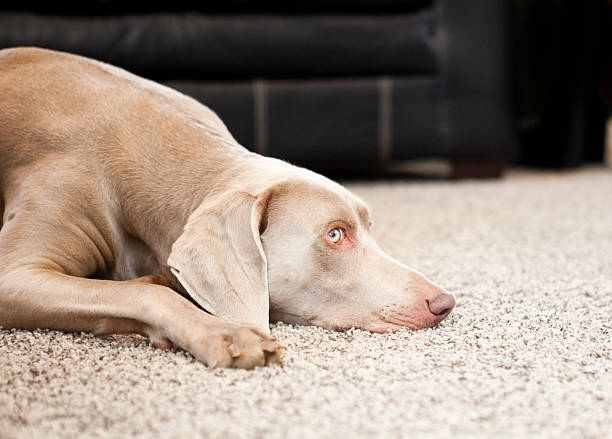istock Weimaraner Dog Laying Down Looking Sad 180708412