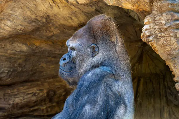 Photo of Closeup profile portrait of a western lowland silverback gorilla sitting in front of a cave.